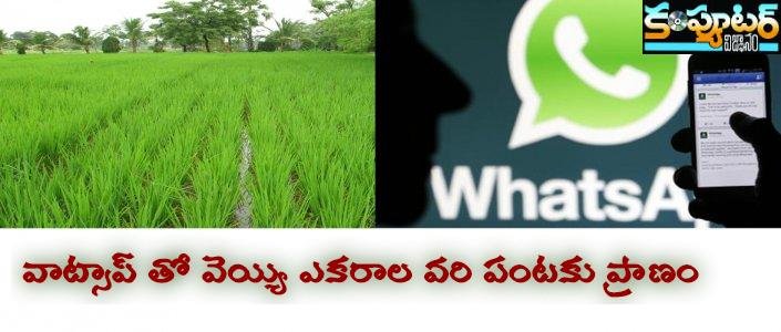 వాట్సాప్ తో వెయ్యి ఎకరాల వరి పంటకు ప్రాణం